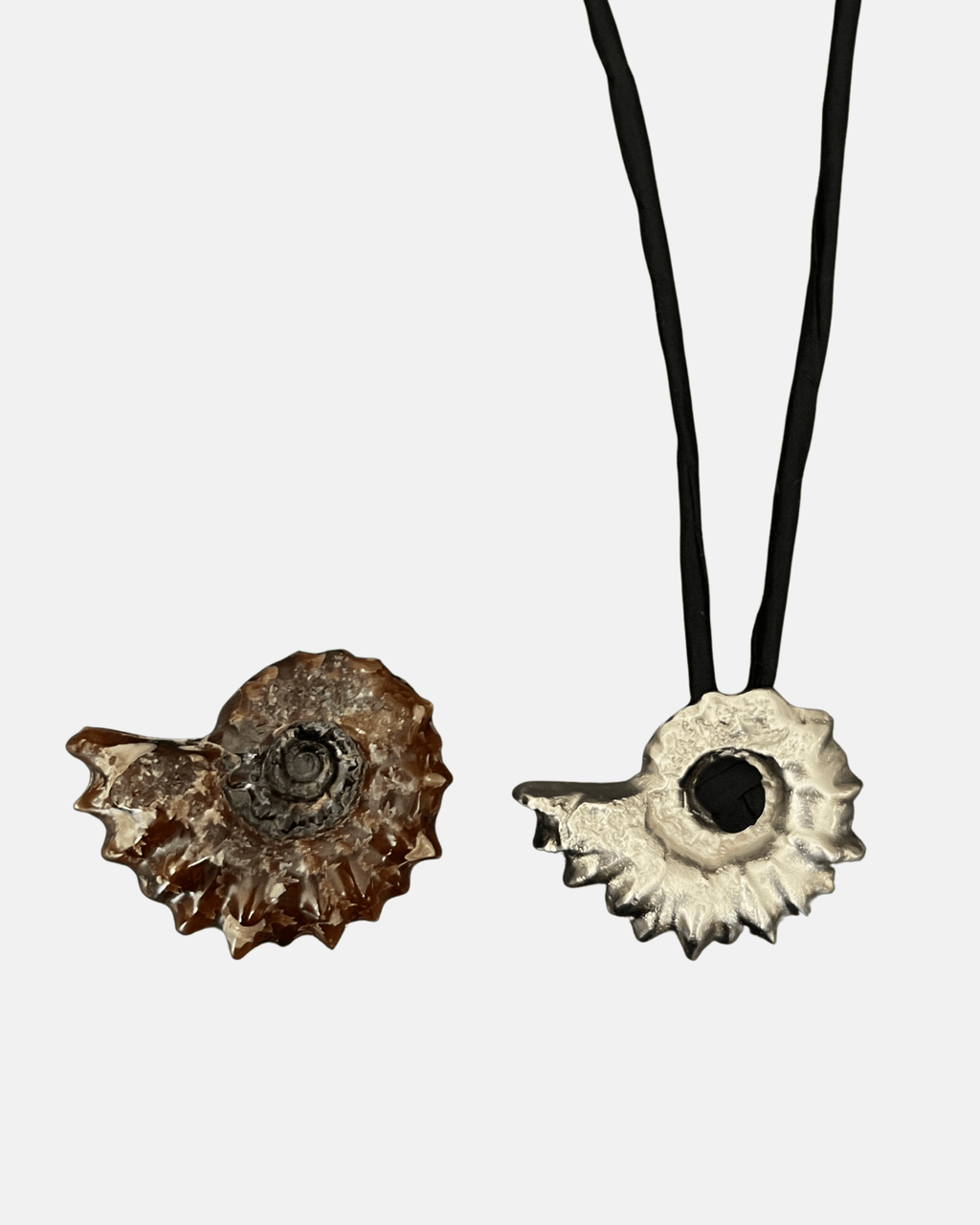 Ammonite