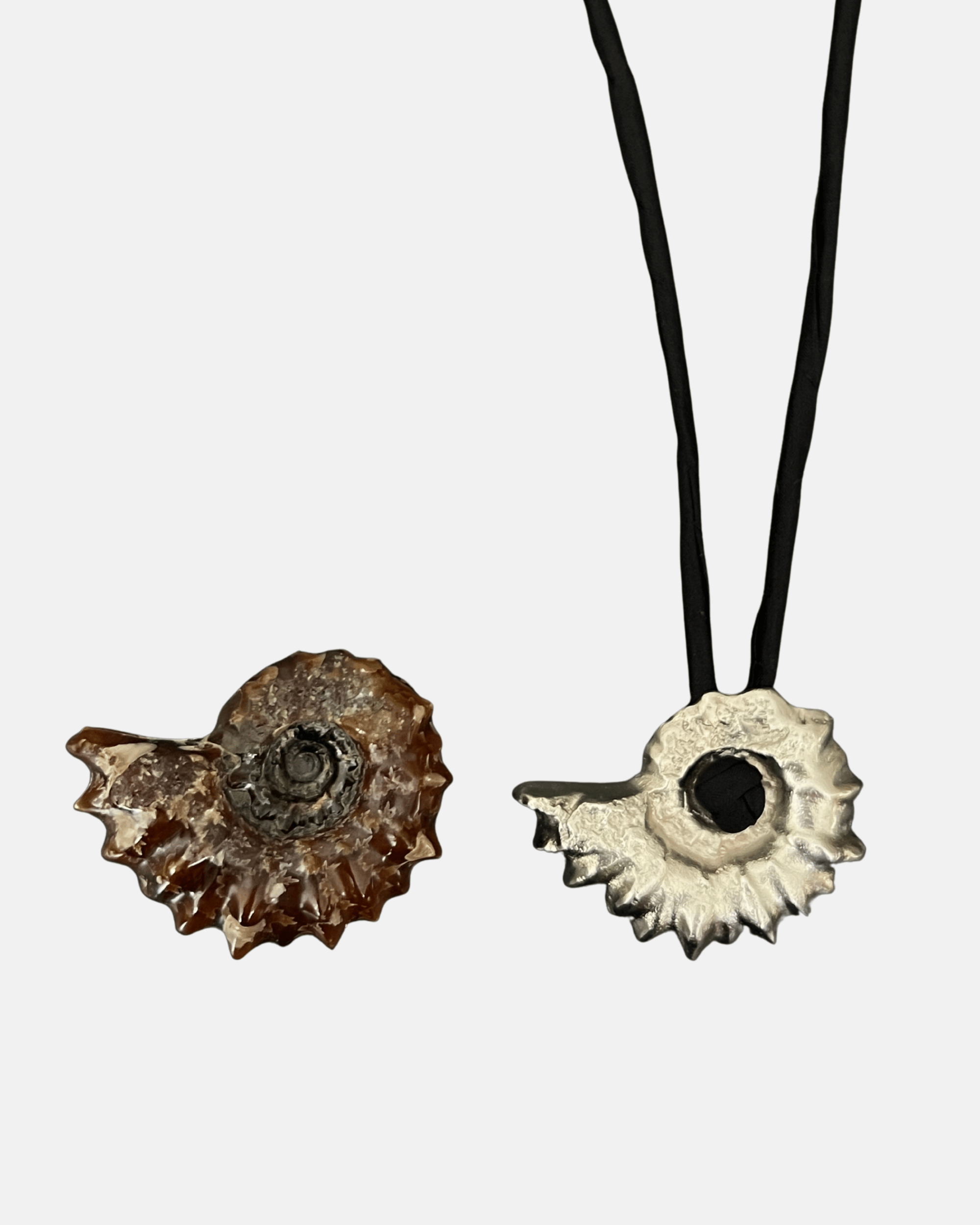 Ammonite