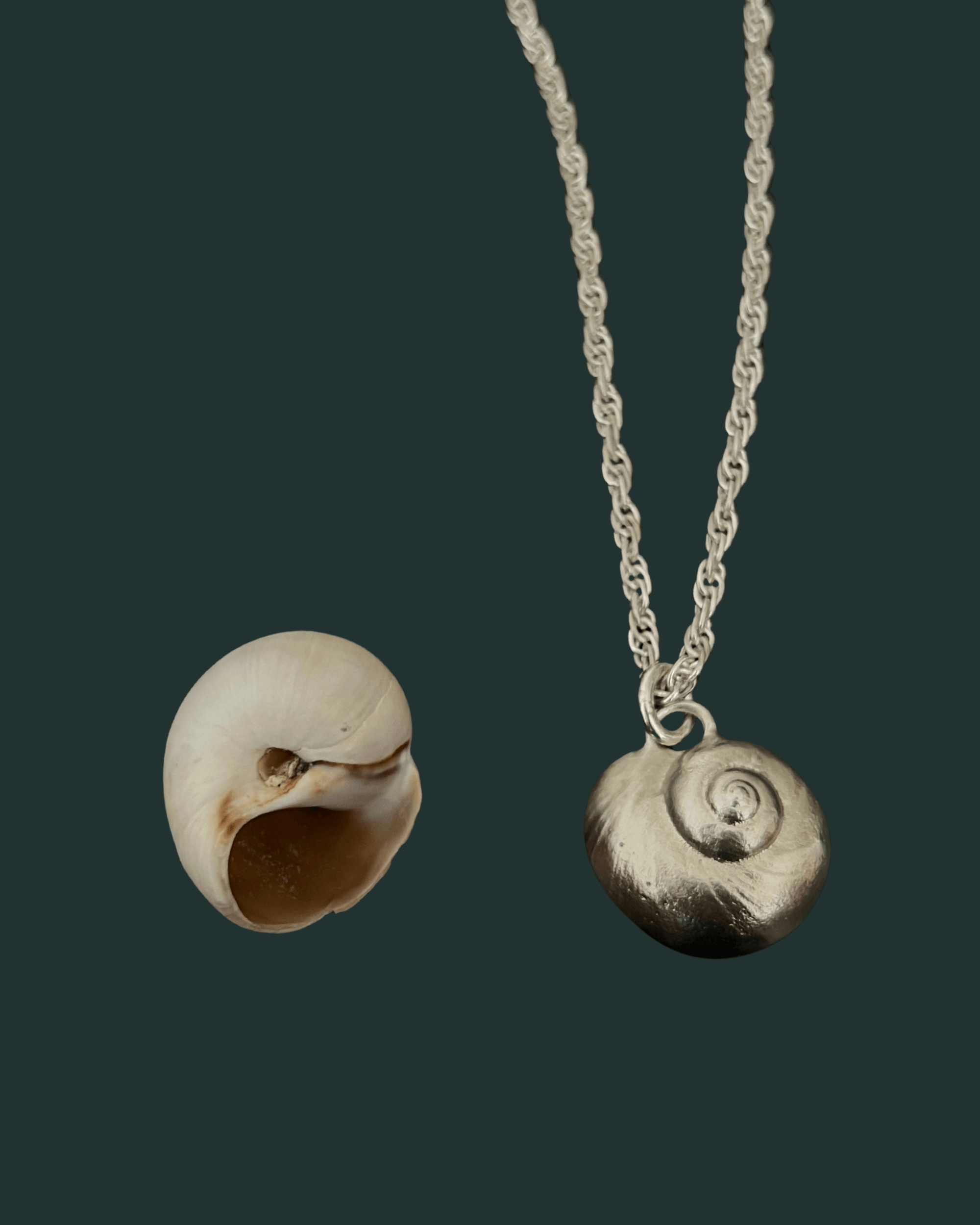 Lua | moon snail