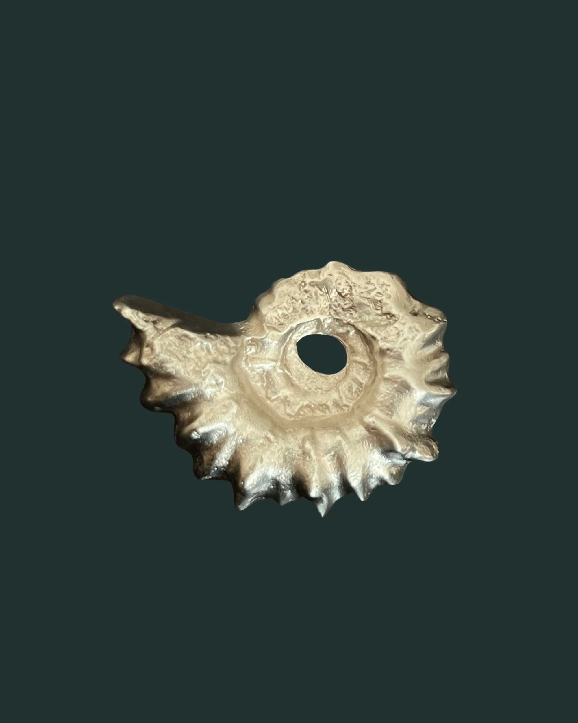Ammonite