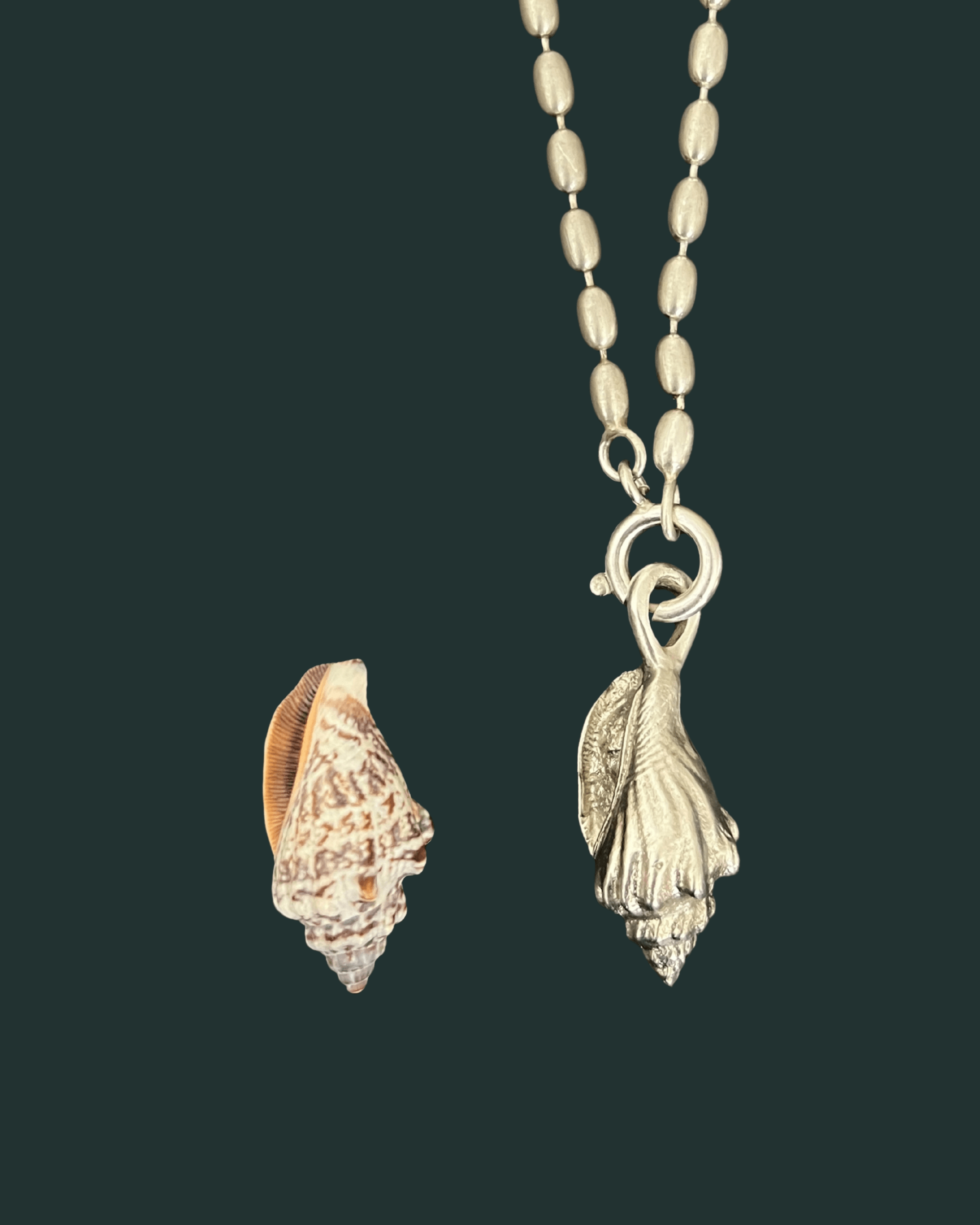 Asa | wing snail